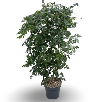 Koelreuteria paniculata