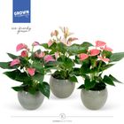 Anthurium MIX