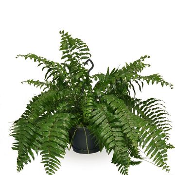 Nephrolepis bisserata 'Macho'