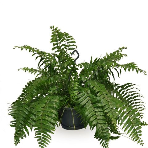 Nephrolepis bisserata 'Macho'