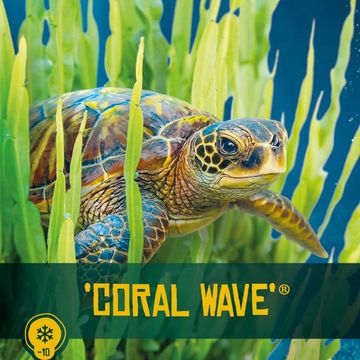 Baccharis 'Coral Wave'