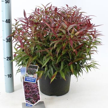 Leucothoe keiskei BURNING LOVE