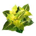 Iresine herbstii 'Rich Goldstar'