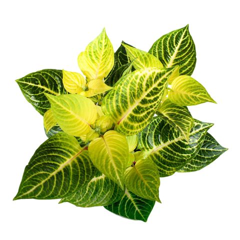 Iresine herbstii 'Rich Goldstar'