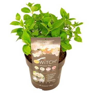 Hydrangea paniculata SWITCH OPHELIA