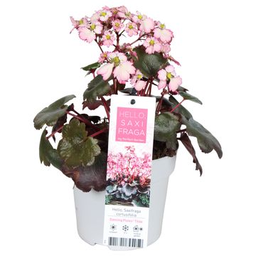 Saxifraga DANCING PIXIES TILDA