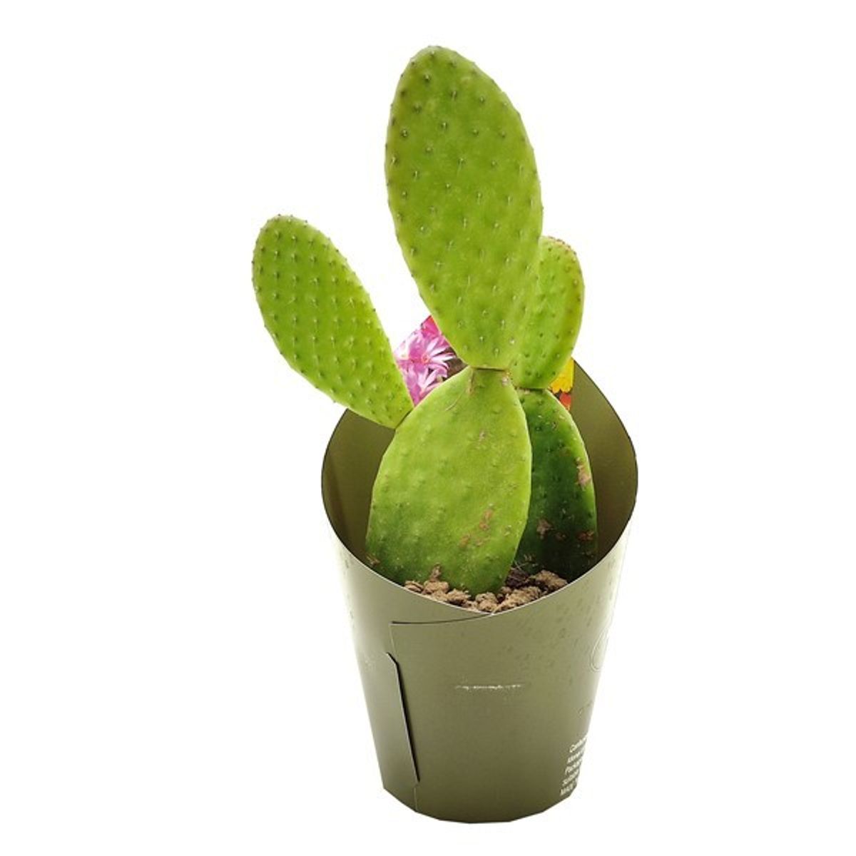 Opuntia microdasys pallida — Plant Wholesale FlorAccess