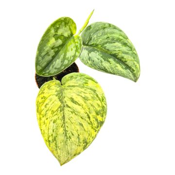 Scindapsus ''Hologram'