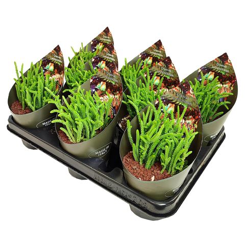 Crassula lycopodioides