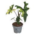 Alocasia 'Jacklyn Variegata'