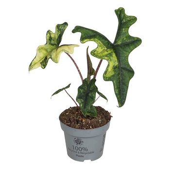 Alocasia 'Jacklyn Variegata'