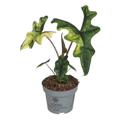Alocasia 'Jacklyn Variegata'