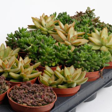 Sedum MIX