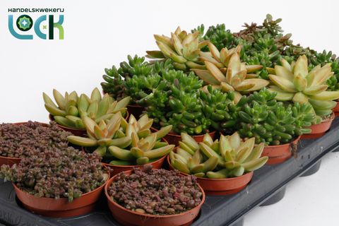 Sedum MIX