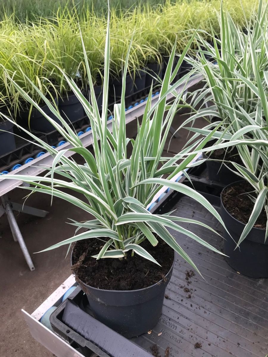 Arundo donax 'Variegata' — Plant Wholesale FlorAccess