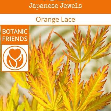 Acer palmatum ORANGE LACE