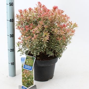 Pieris japonica 'Little Frosty'