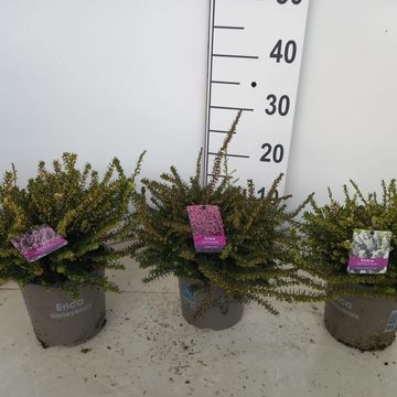 Erica x darleyensis MIX