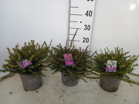 Erica x darleyensis MIX