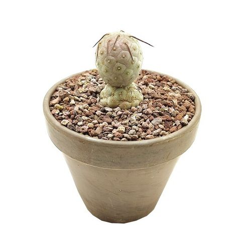 Tephrocactus geometricus