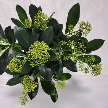 Skimmia japonica 'Finchy'