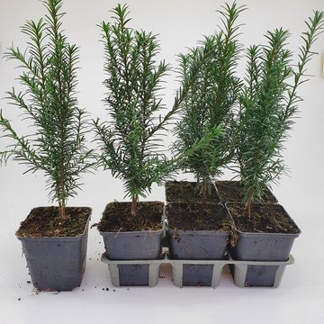 Taxus baccata