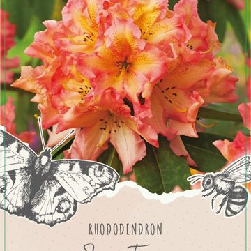 Rhododendron MIX