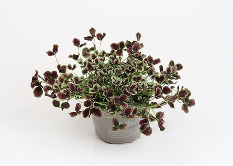 Trifolium repens 'Estelle'