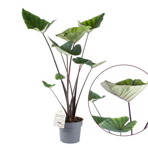 Colocasia esculenta 'Tea Cup'
