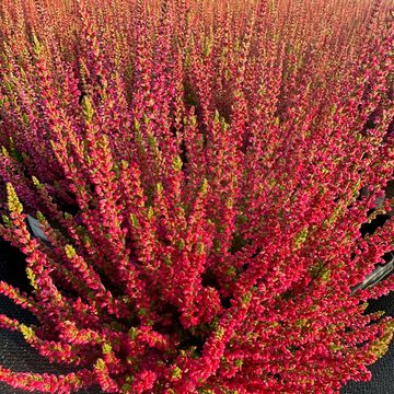 Calluna vulgaris 'Dark Beauty'