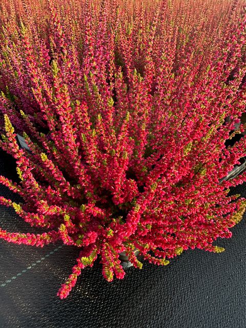 Calluna vulgaris 'Dark Beauty'
