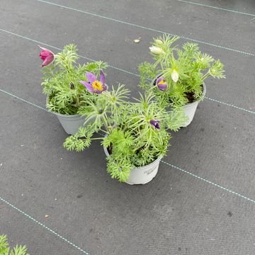 Pulsatilla vulgaris PINWHEEL MIX