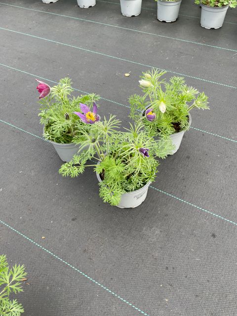 Pulsatilla vulgaris PINWHEEL MIX