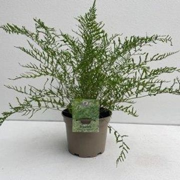 Dryopteris filix-mas 'Linearis Polydactyla'