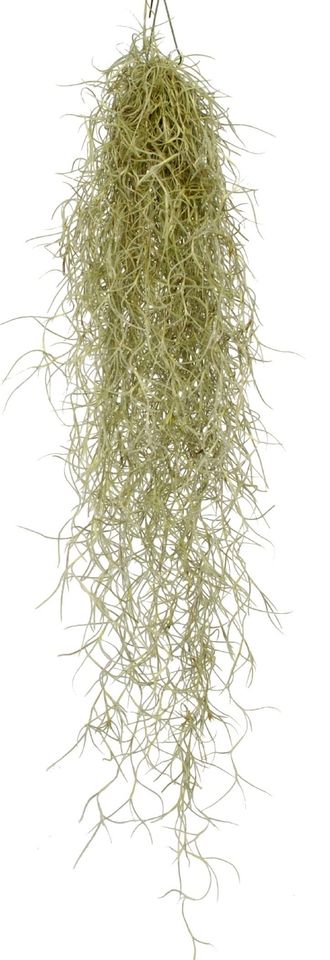 Tillandsia usneoides