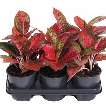 Aglaonema RED STAR