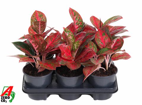 Aglaonema RED STAR