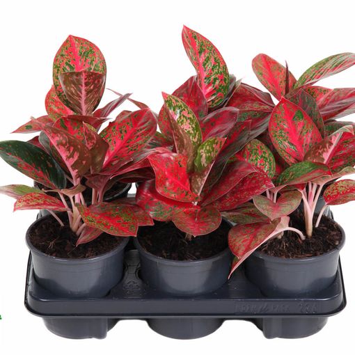 Aglaonema RED STAR