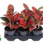 Aglaonema RED STAR