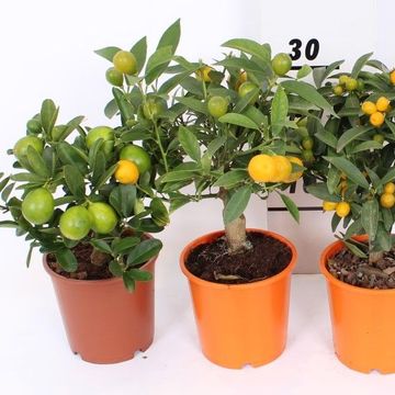 Citrus MIX