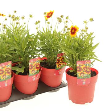 Coreopsis grandiflora 'Radiant Red'