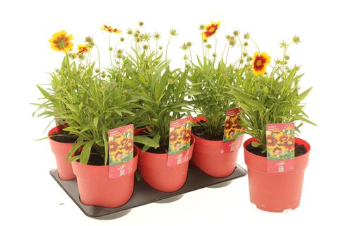Coreopsis grandiflora 'Radiant Red'
