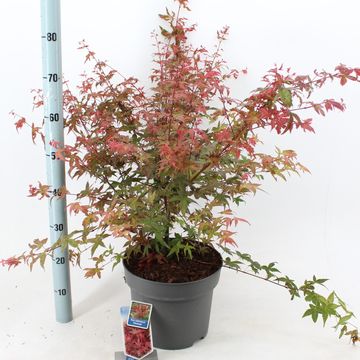 Acer palmatum 'Deshôjô'
