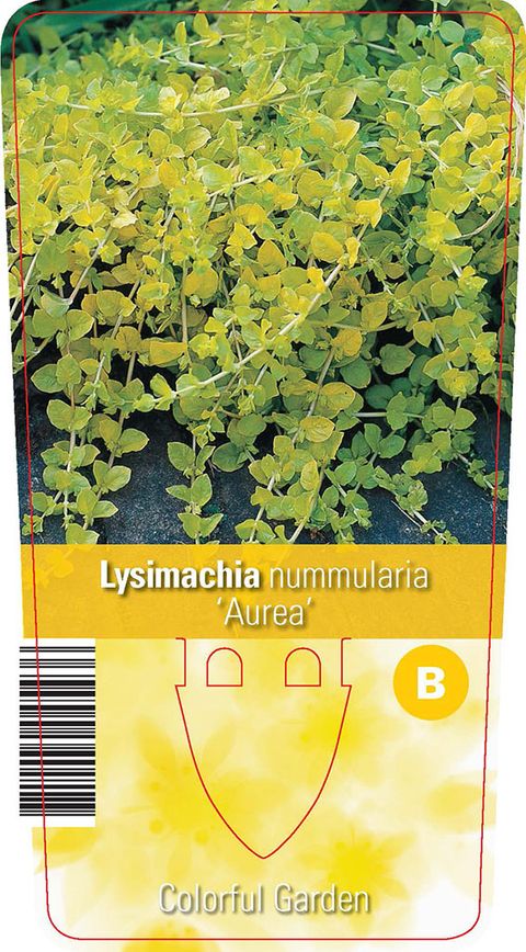Lysimachia nummularia 'Aurea'
