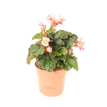Begonia 'Glory Garden Pink Shades'