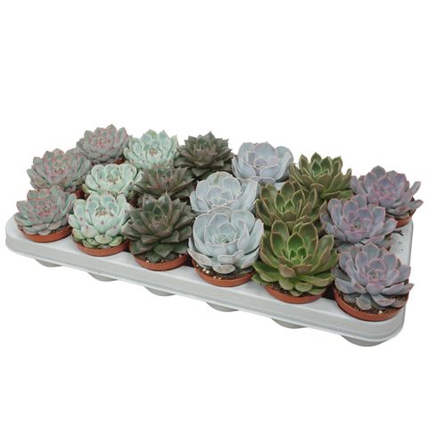 Echeveria MIX