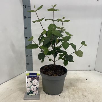 Viburnum carlcephalum