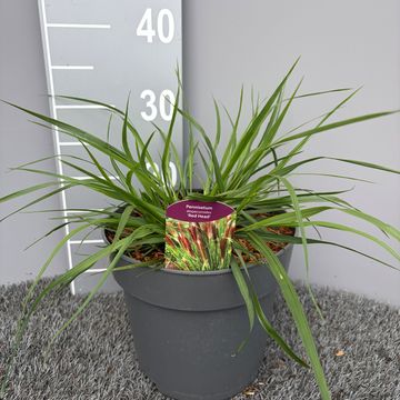 Pennisetum alopecuroides 'Red Head'