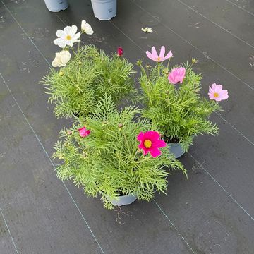 Cosmos bipinnatus SONATA MIX