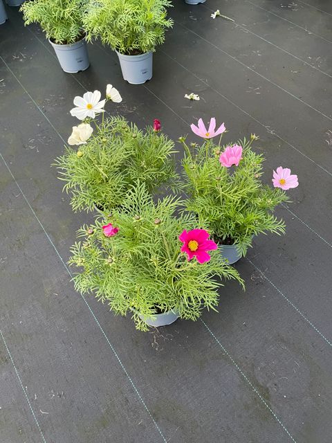 Cosmos bipinnatus SONATA MIX